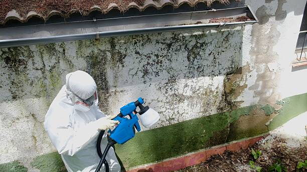 Trusted Mold Testing service in Washington, IL - Cheap Mold Removal